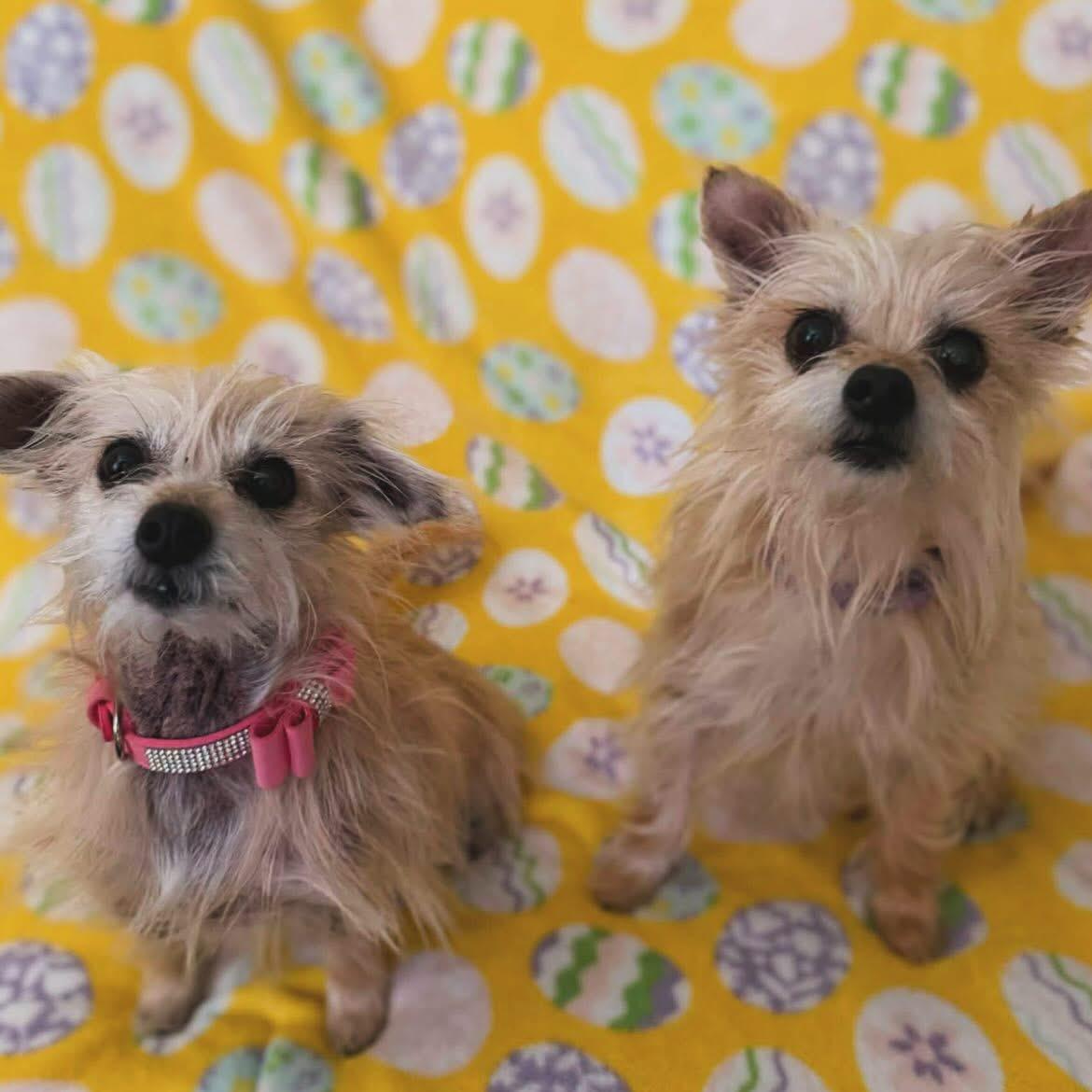 Enlarge Abby & Bella, a ADOPTABLE mixed breed in West Falls, NY image 3/3