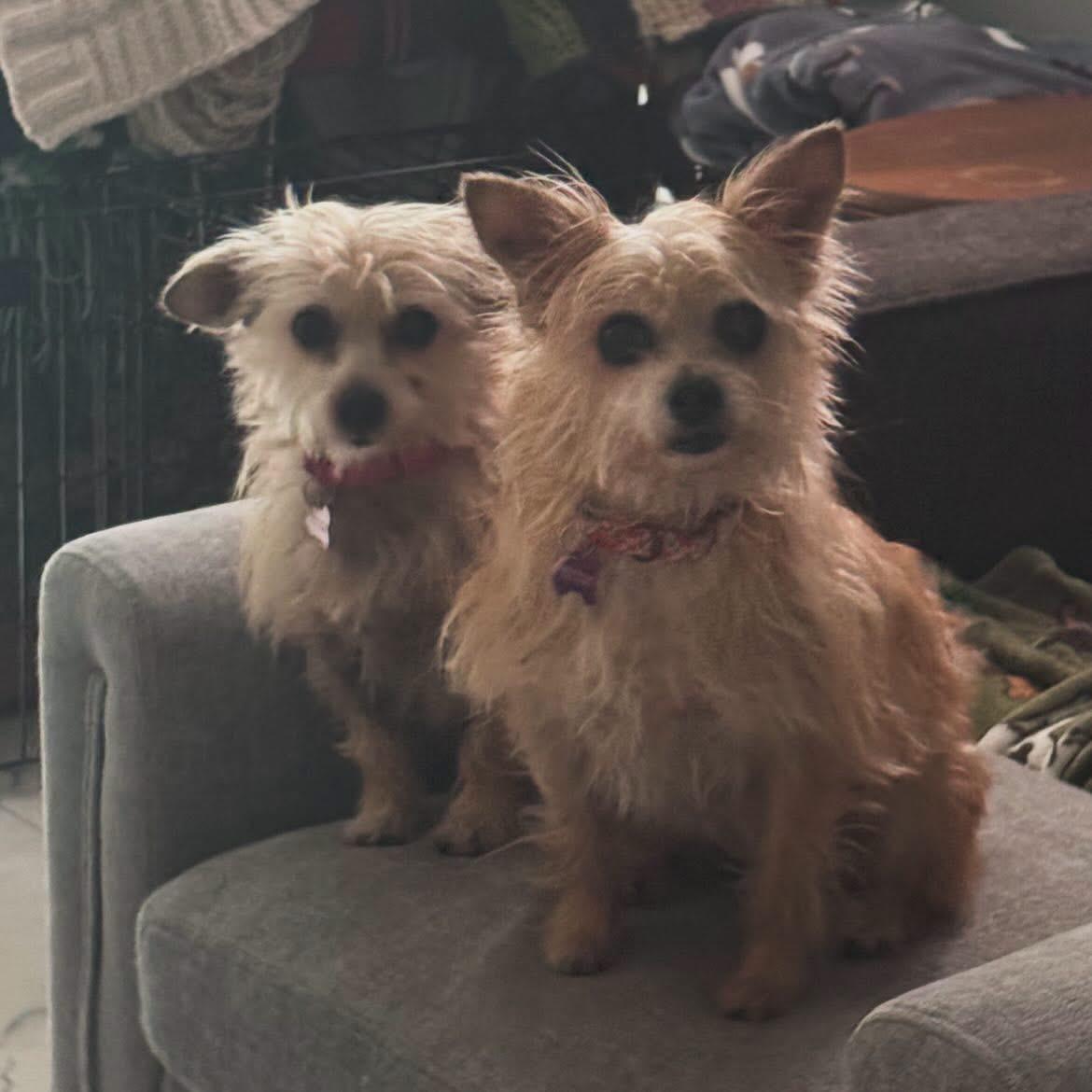 Enlarge Abby & Bella, a ADOPTABLE mixed breed in West Falls, NY image 1/3