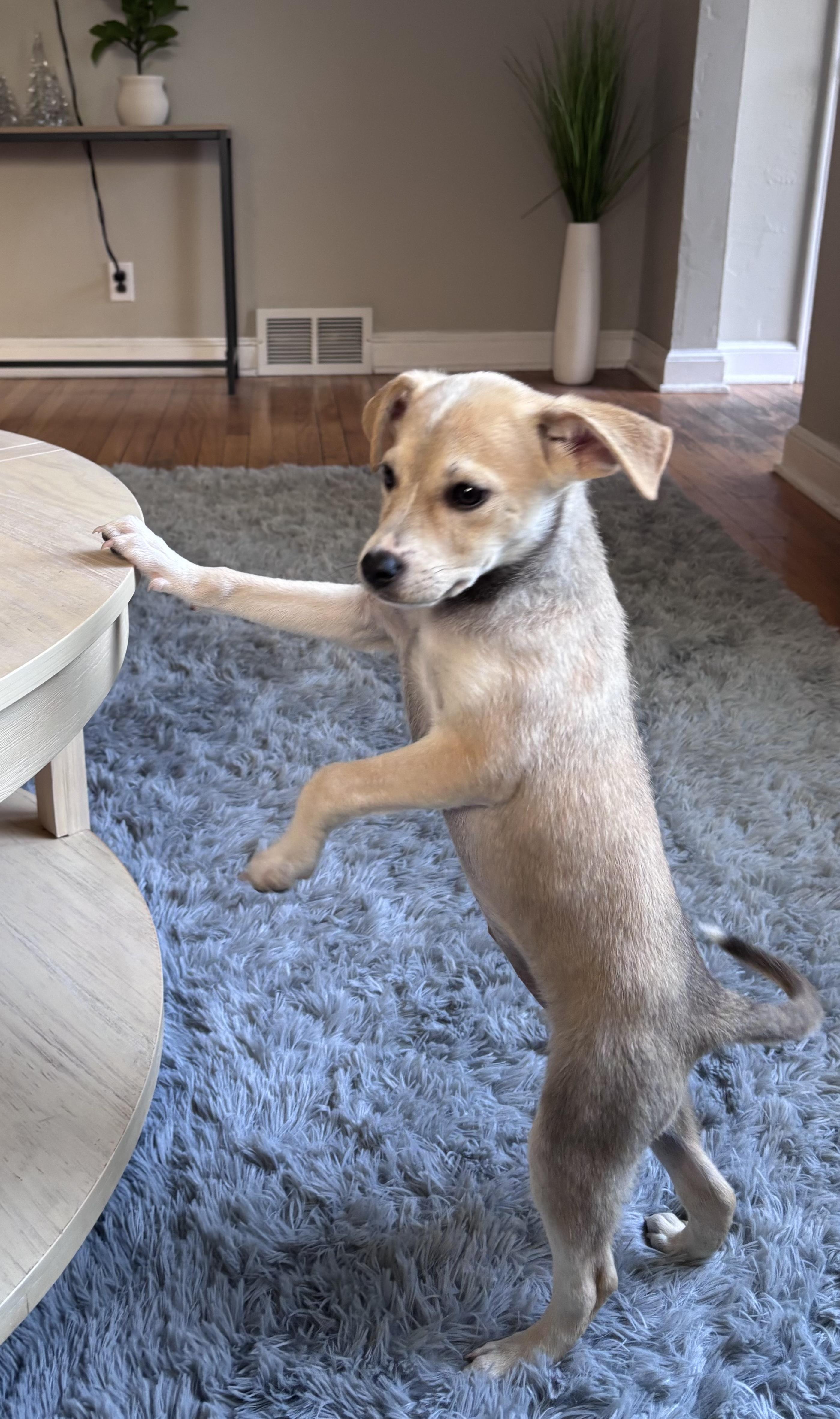 Enlarge Honey Bun, an adoptable mixed breed in Minneapolis, MN image 6/6