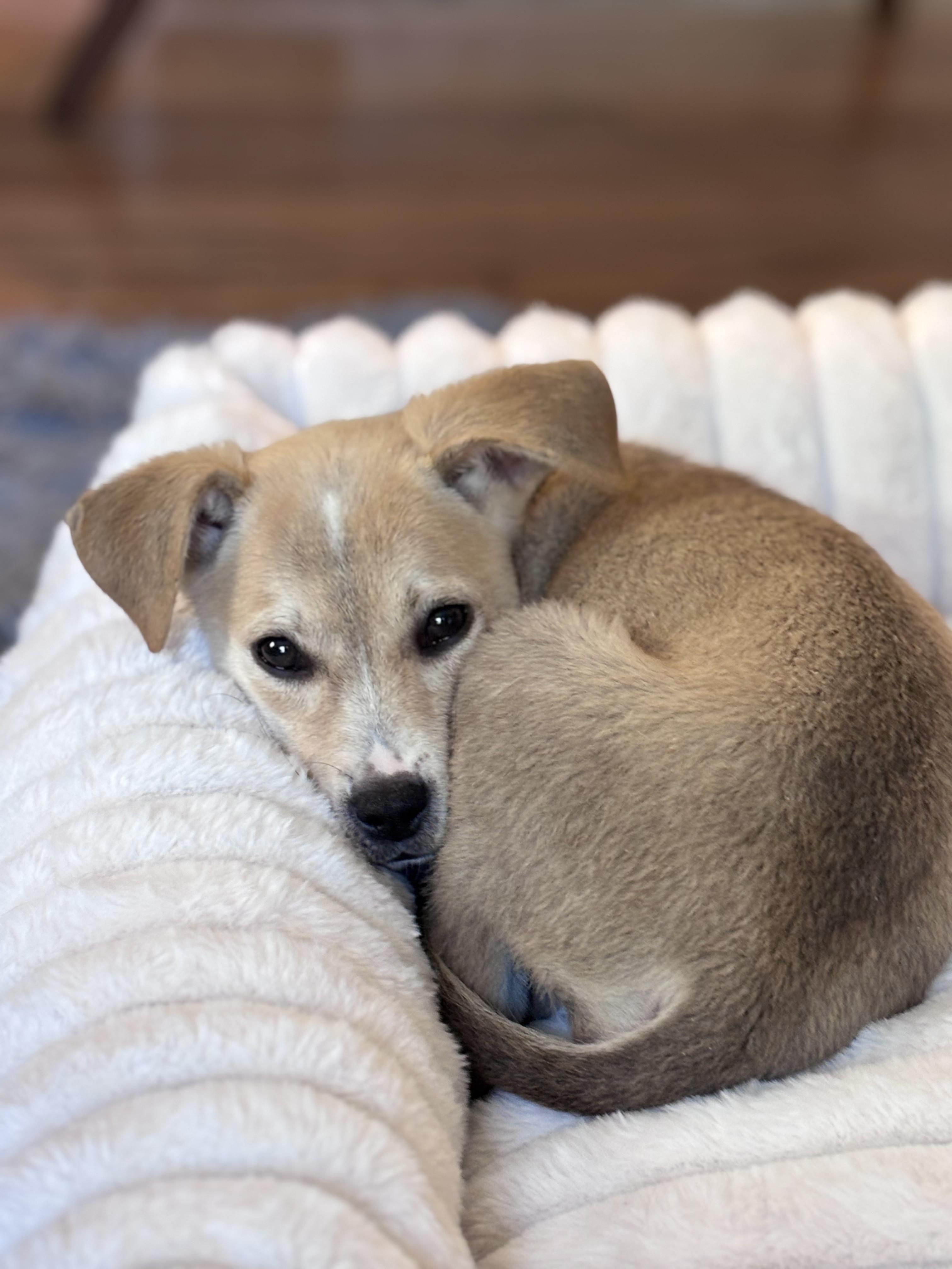 Enlarge Honey Bun, an adoptable mixed breed in Minneapolis, MN image 4/6