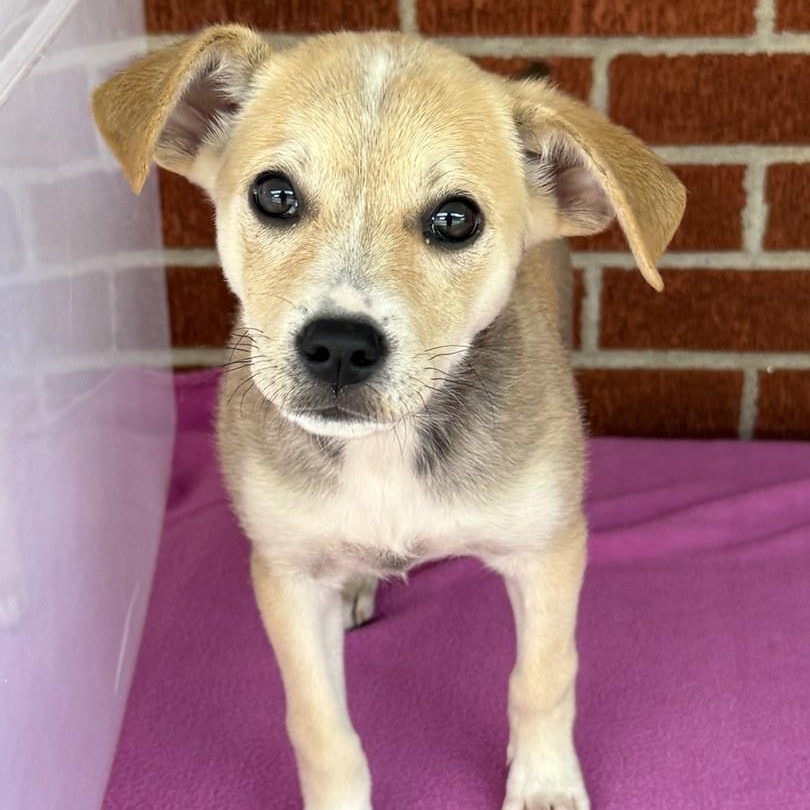 Enlarge Honey Bun, an adoptable mixed breed in Minneapolis, MN image 3/6