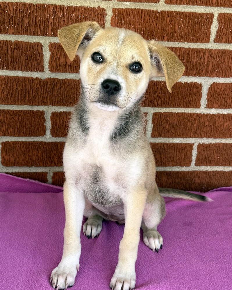 Enlarge Honey Bun, an adoptable mixed breed in Minneapolis, MN image 1/6