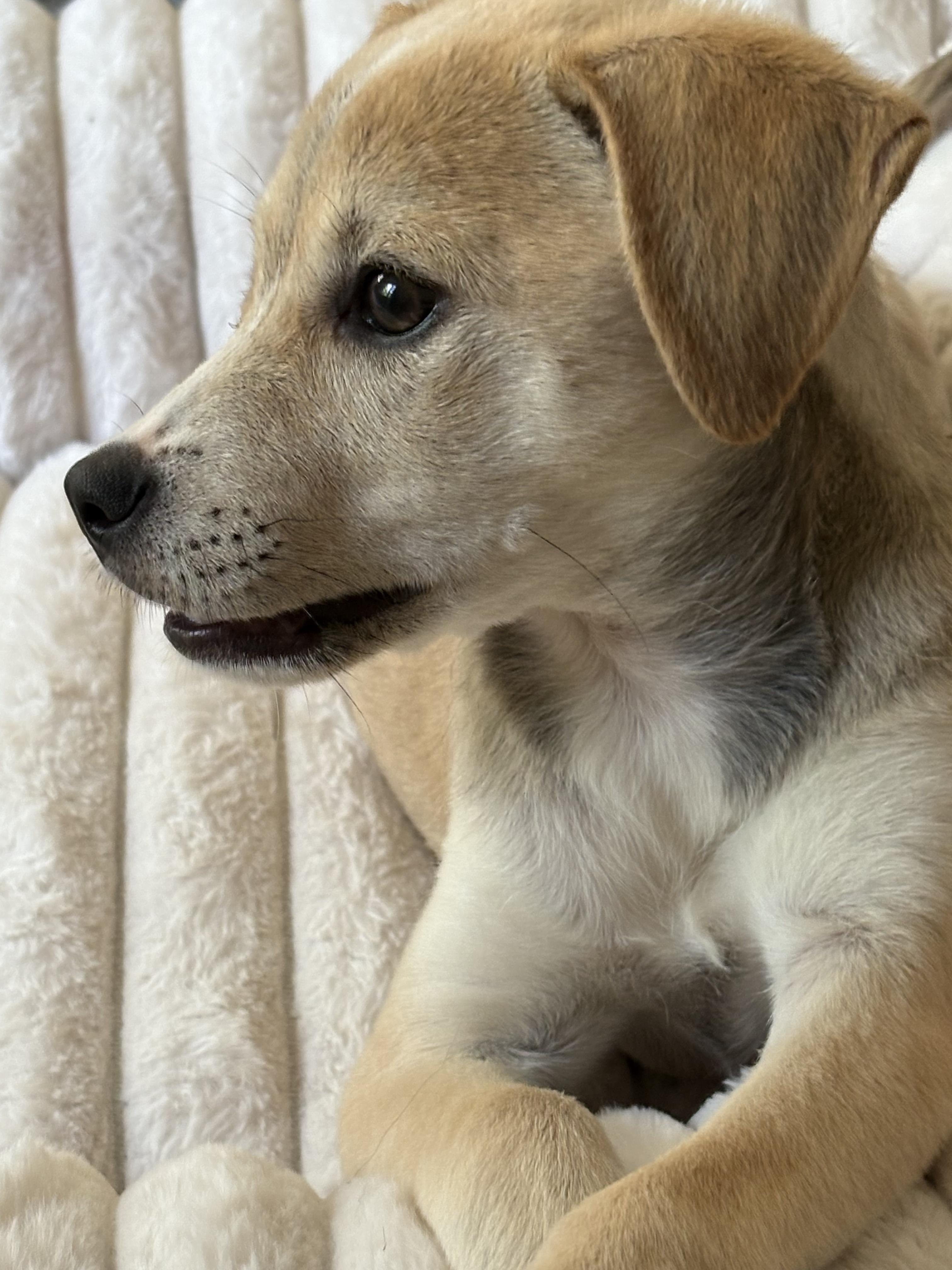 Enlarge Honey Bun, an adoptable mixed breed in Minneapolis, MN image 2/6