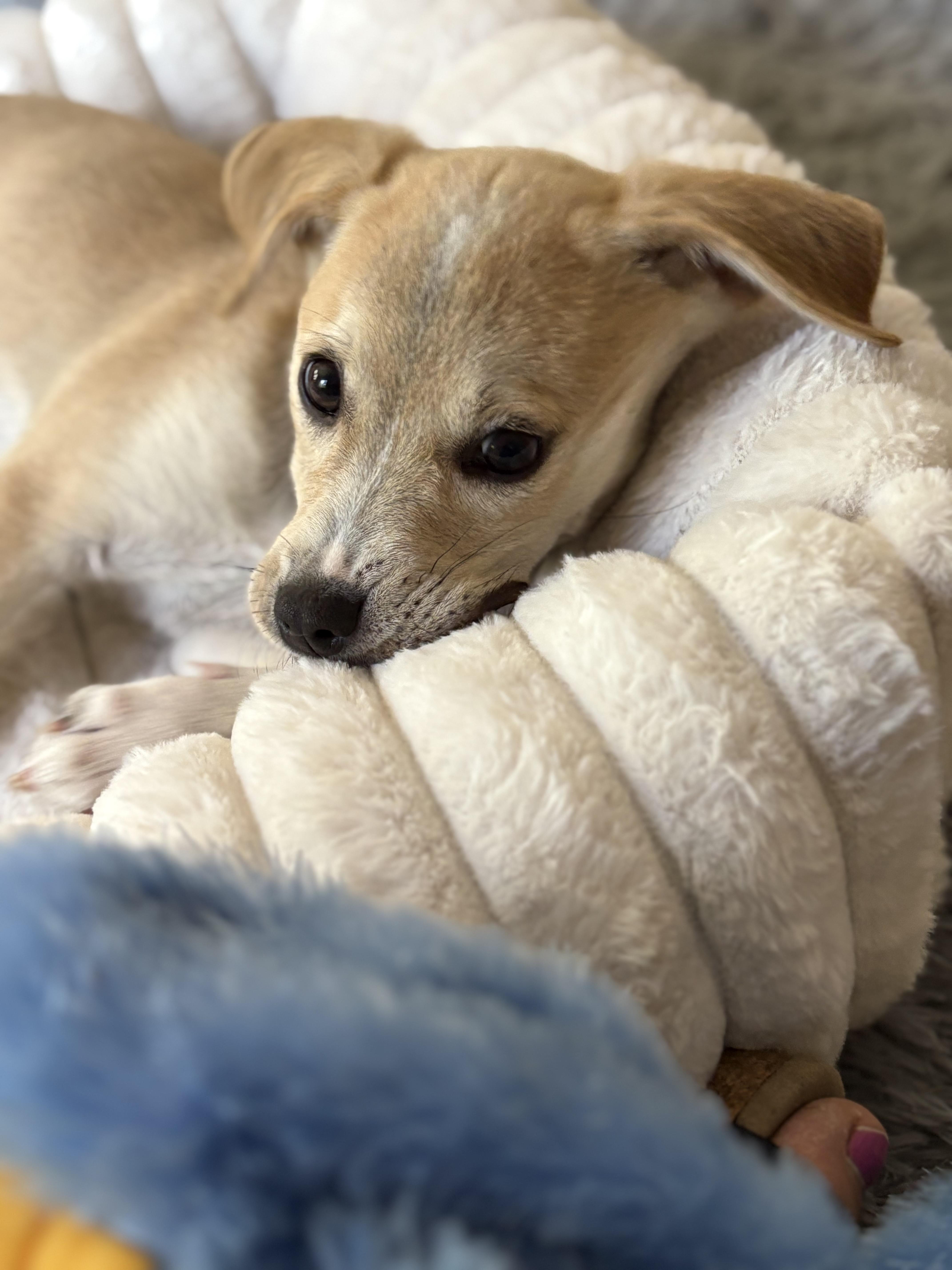 Enlarge Honey Bun, an adoptable mixed breed in Minneapolis, MN image 5/6