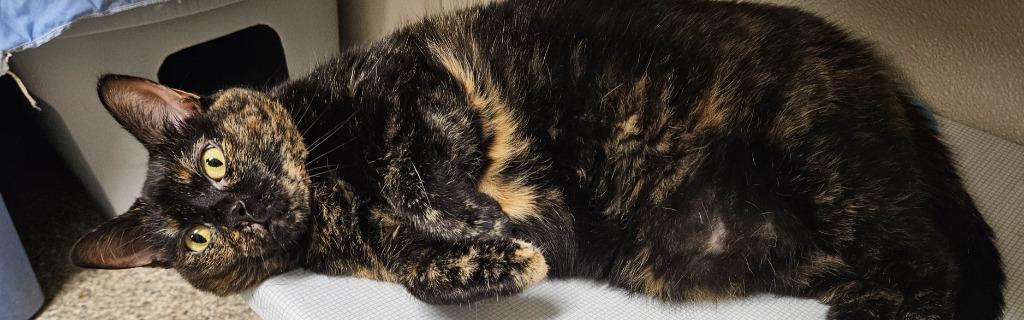 Scylla, Adoptable, Adult Female Domestic Short Hair.