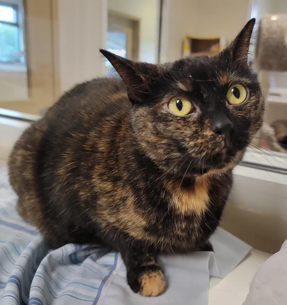 Enlarge Scylla, a Adoptable mixed breed in Fremont, OH image 2/5