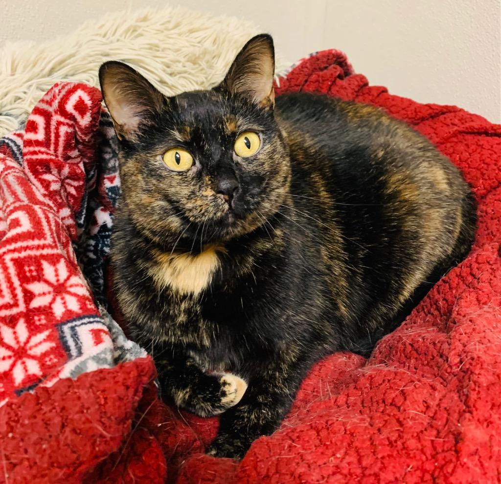 Scylla, a Adoptable mixed breed in Fremont, OH image 2/6