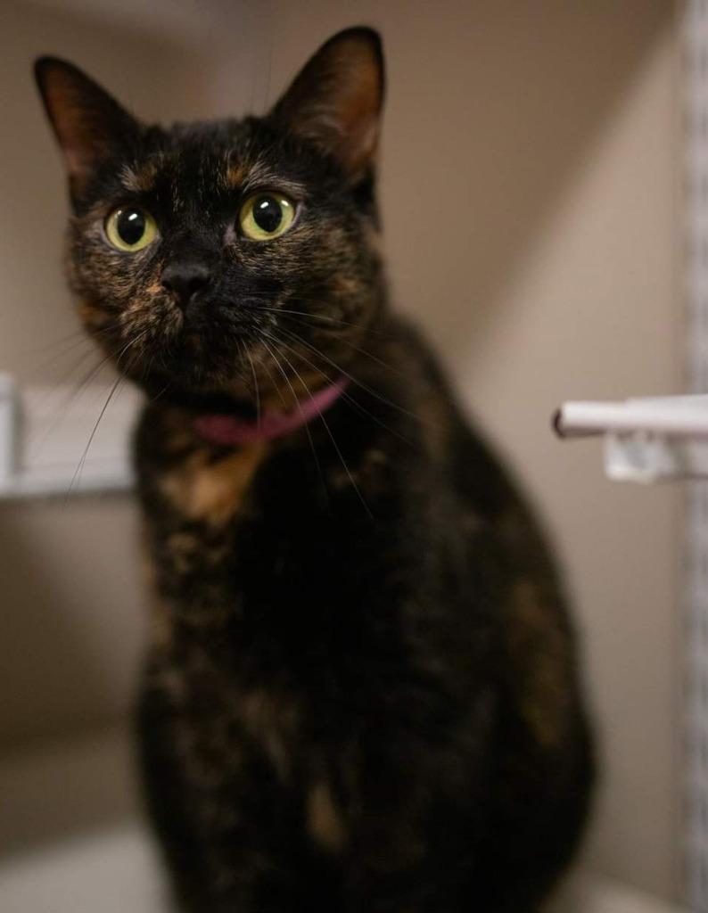 Scylla, a Adoptable mixed breed in Fremont, OH image 3/6