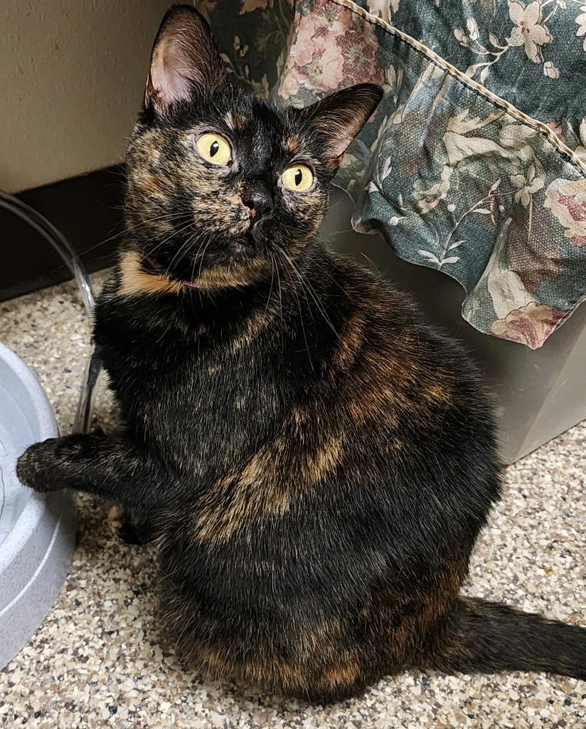 Enlarge Scylla, a Adoptable mixed breed in Fremont, OH image 3/5