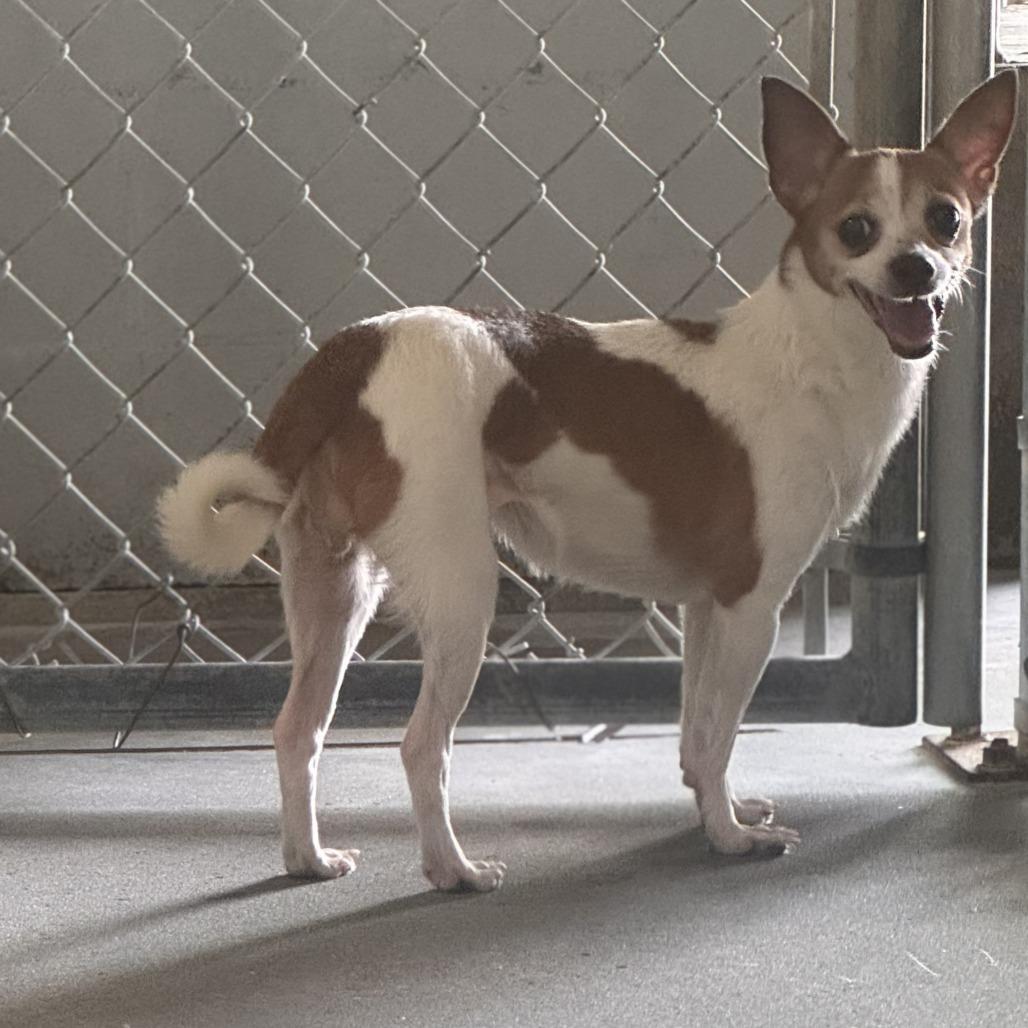 Lizzie, Adoptable, Senior Female Chihuahua & Feist.