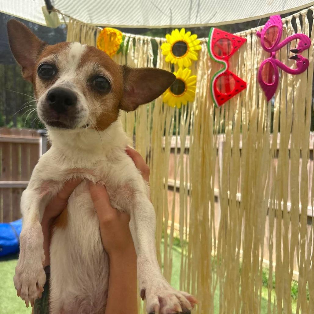 Lizzie, a Adoptable mixed breed in Starkville, MS image 2/3