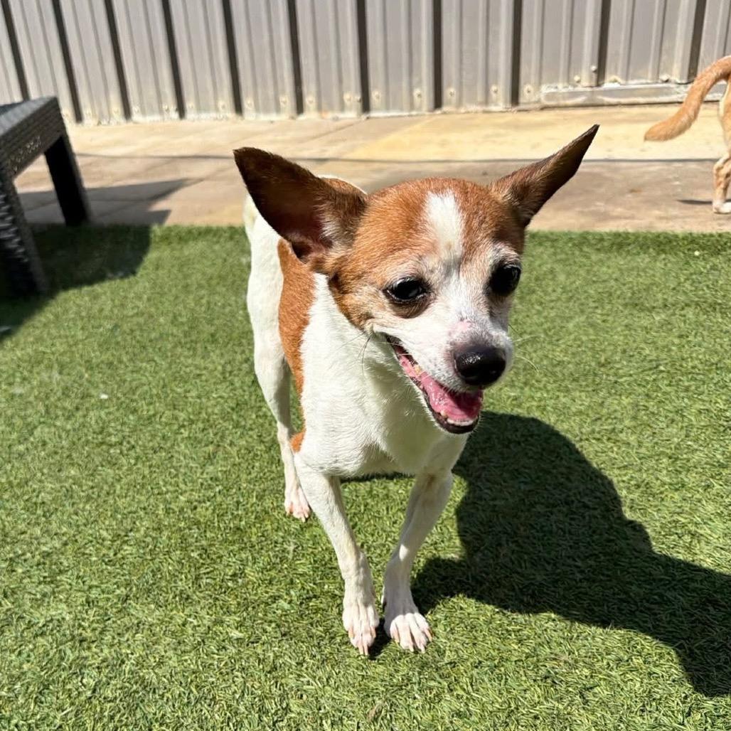 Lizzie, a Adoptable mixed breed in Starkville, MS image 3/3