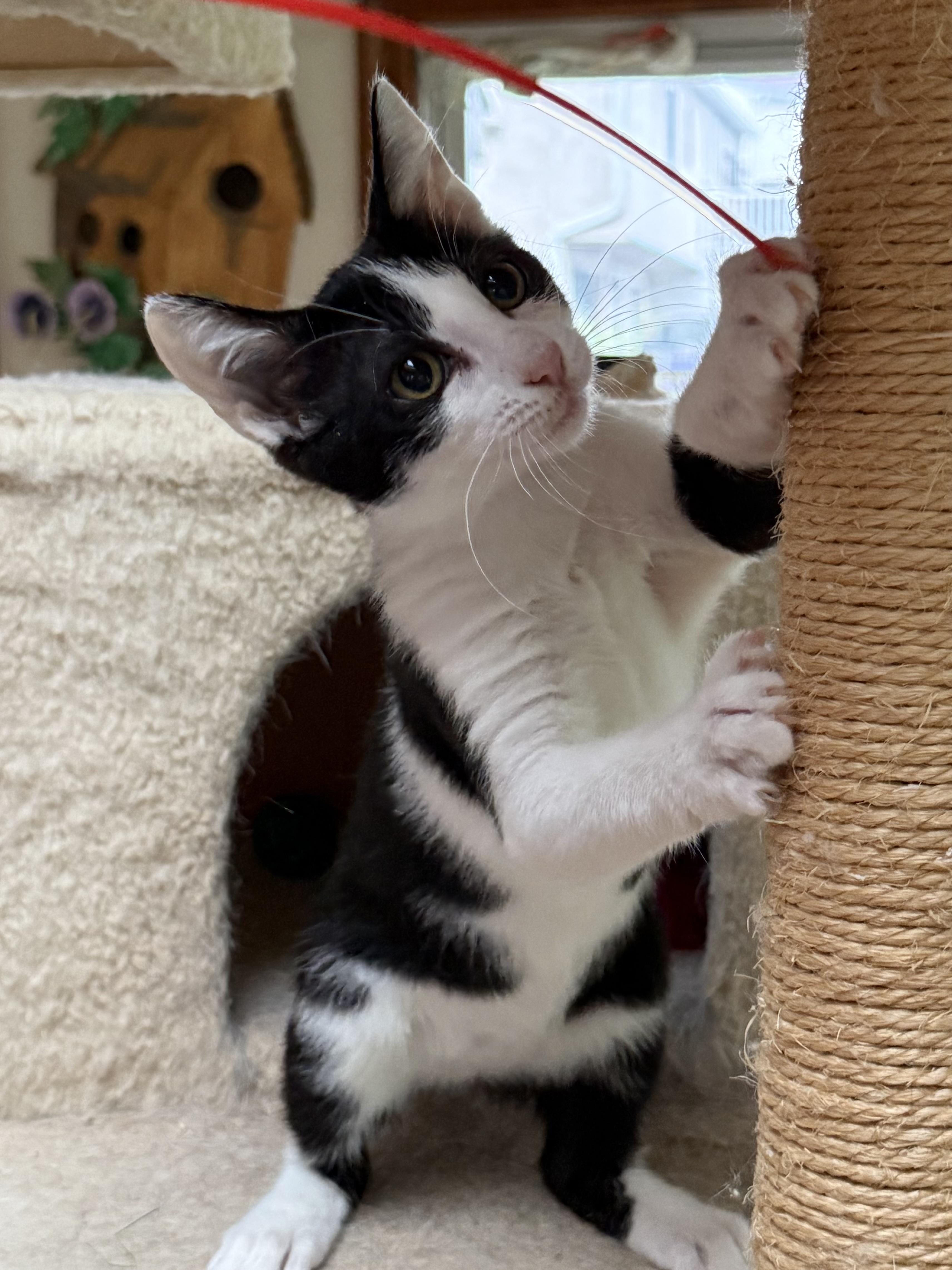 Enlarge Liberty, a Adoptable Domestic Short Hair in Coatesville, PA image 2/4