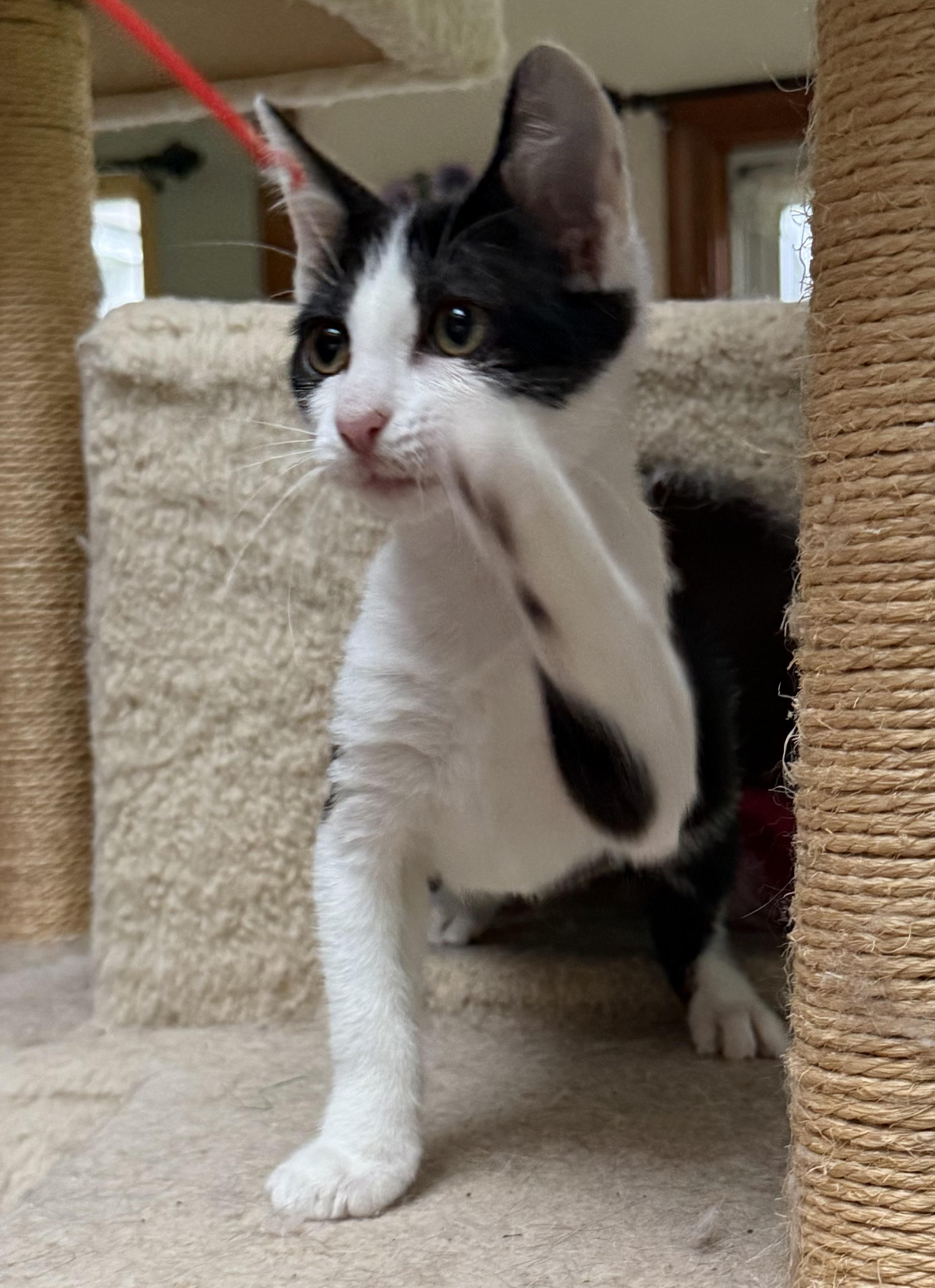 Enlarge Liberty, a Adoptable Domestic Short Hair in Coatesville, PA image 3/4