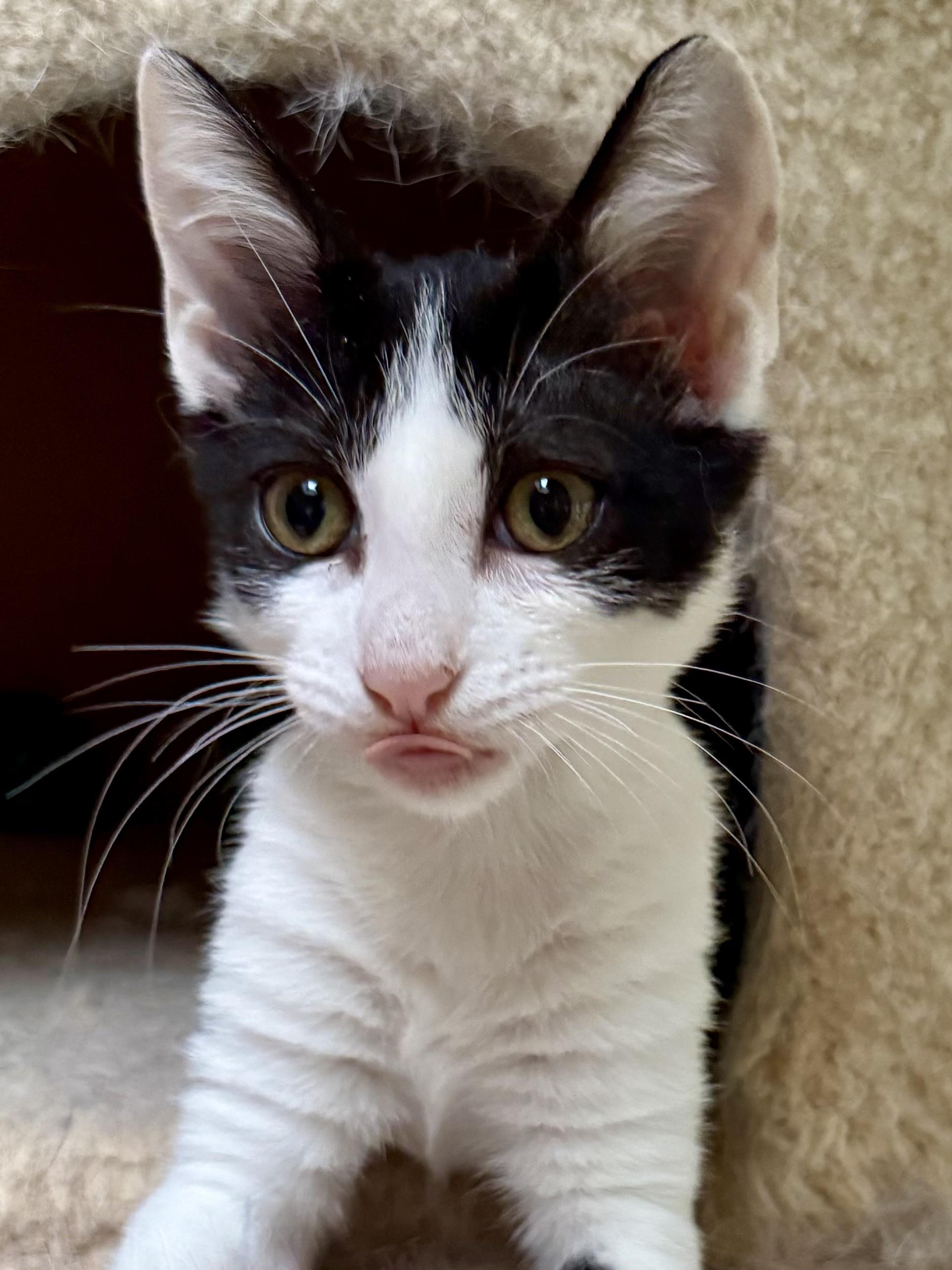 Enlarge Liberty, a Adoptable Domestic Short Hair in Coatesville, PA image 4/4