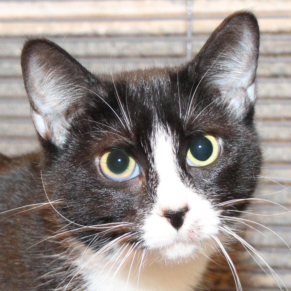 Enlarge Astrid, a Adoptable mixed breed in Harrisburg, PA image 1/2
