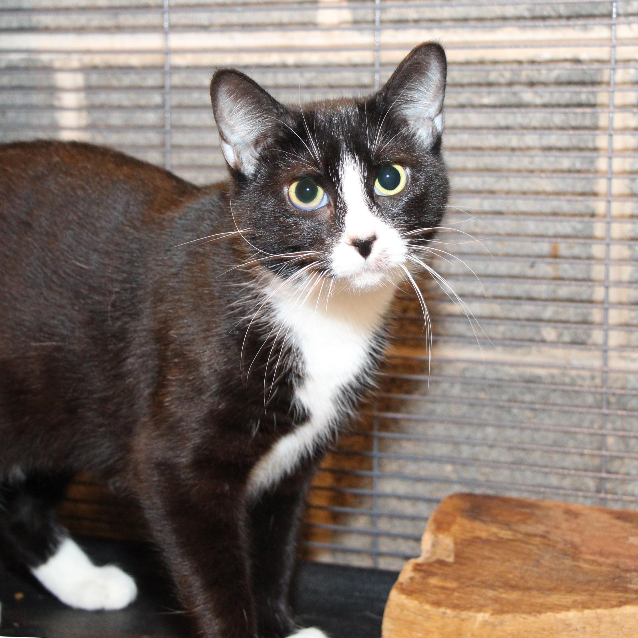 Enlarge Astrid, a Adoptable mixed breed in Harrisburg, PA image 2/2