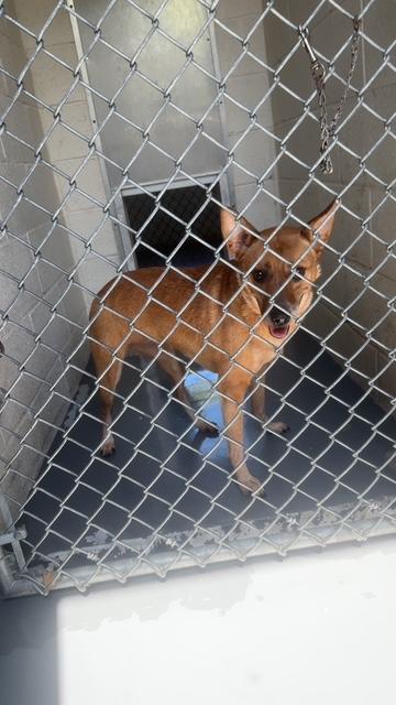 Ellie, Adopted, Young Female Australian Cattle Dog / Blue Heeler.