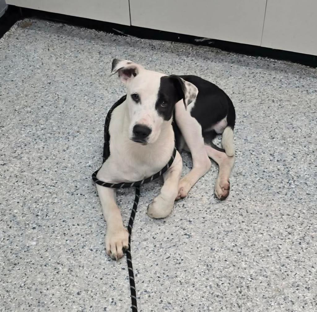 North, a Adoptable mixed breed in Livingston, LA image 2/3