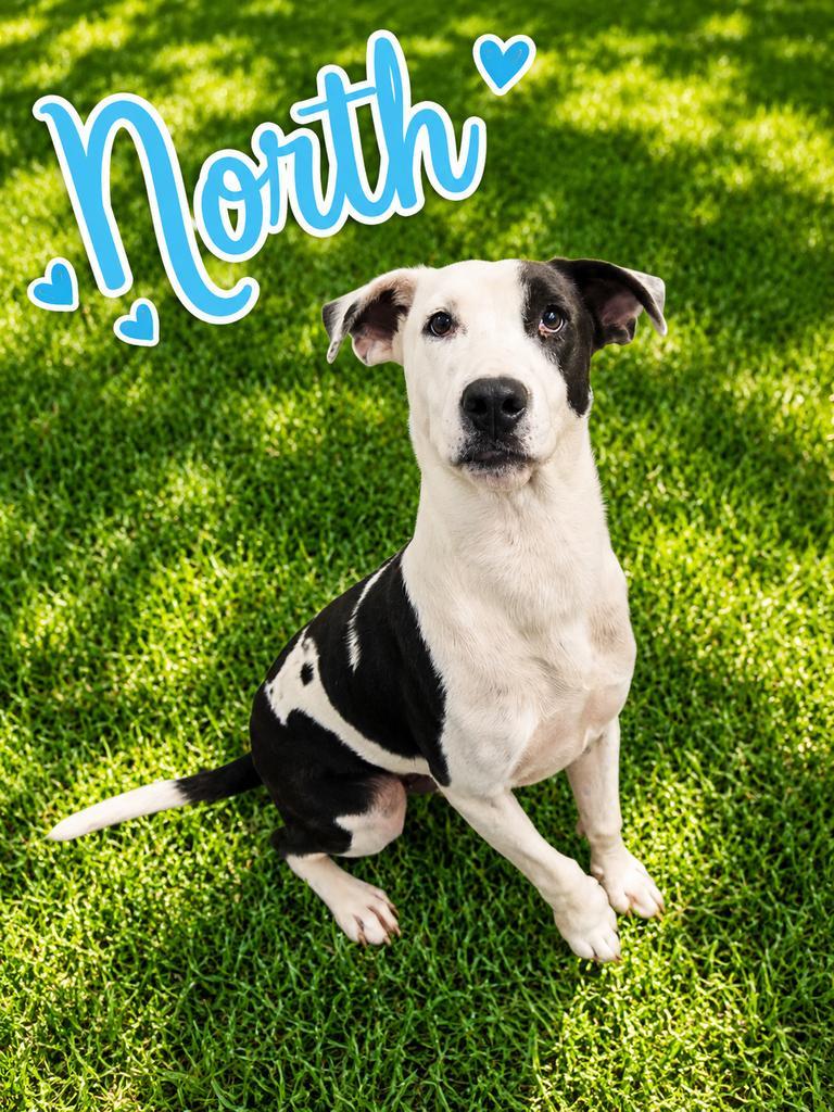 North, a Adoptable mixed breed in Livingston, LA image 3/3