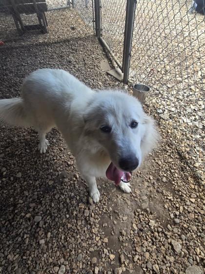 Enlarge Parka, a ADOPTABLE Great Pyrenees in Plano, TX image 4/6