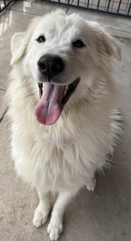Enlarge Parka, a ADOPTABLE Great Pyrenees in Plano, TX image 2/6