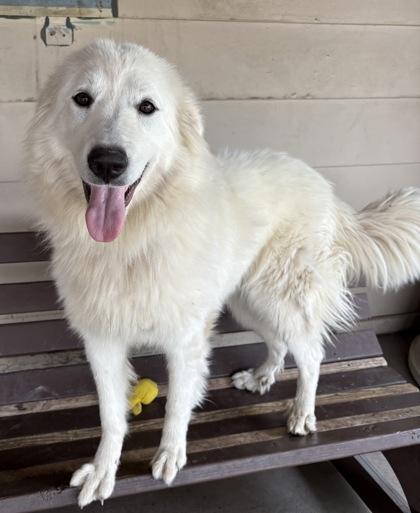 Parka, ADOPTABLE, Adult Female Great Pyrenees.