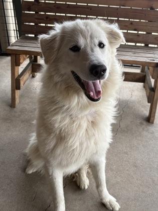 Enlarge Parka, a ADOPTABLE Great Pyrenees in Plano, TX image 3/6