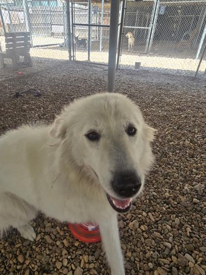 Enlarge Parka, a ADOPTABLE Great Pyrenees in Plano, TX image 6/6