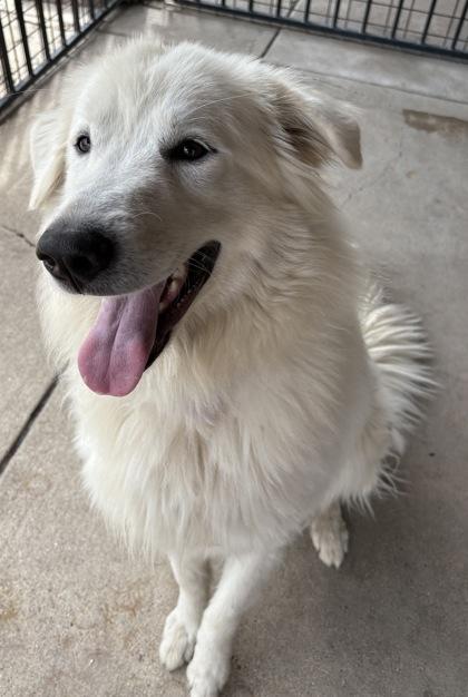 Enlarge Parka, a ADOPTABLE Great Pyrenees in Plano, TX image 5/6