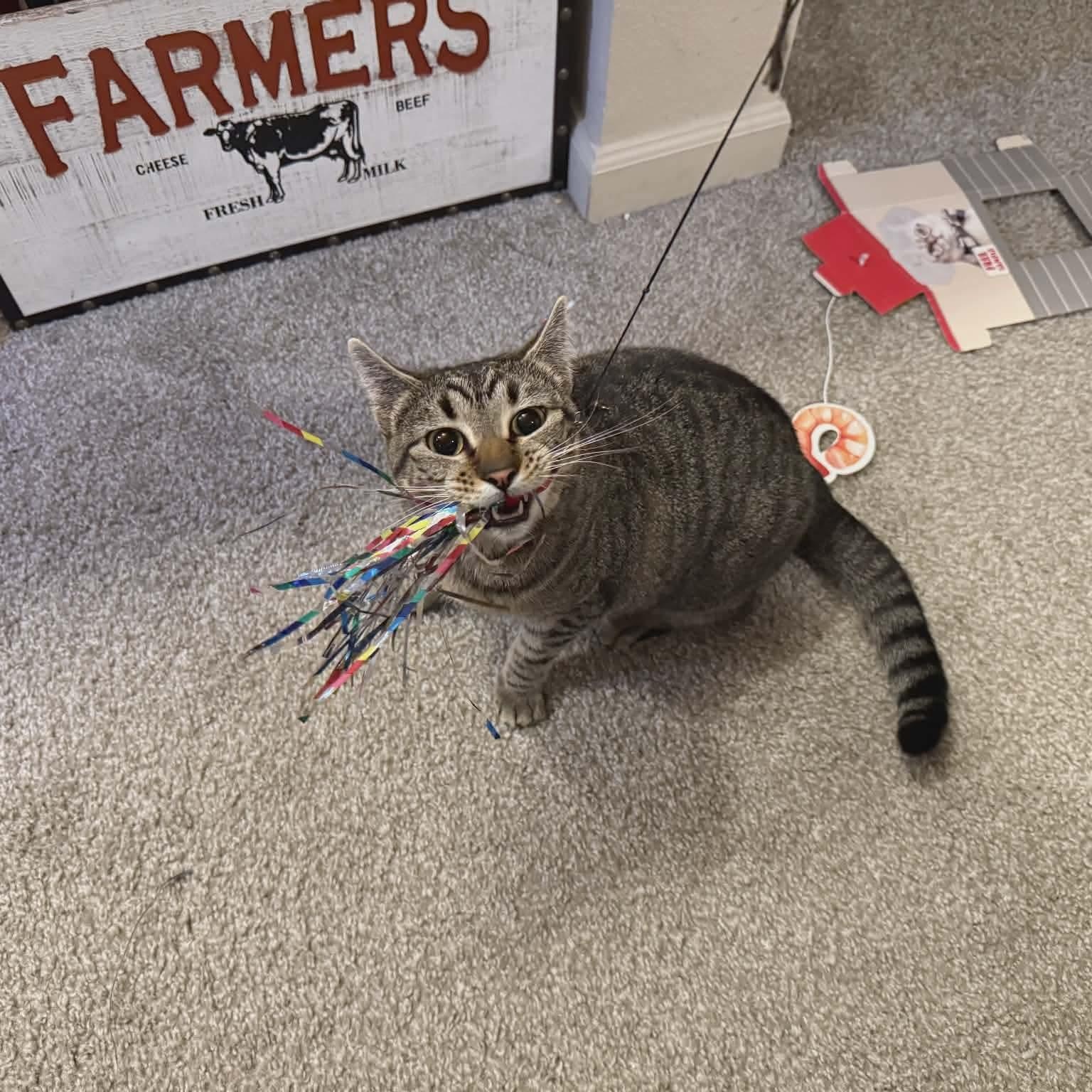 Enlarge Maisey, a Adoptable mixed breed in Gladstone, OR image 3/5