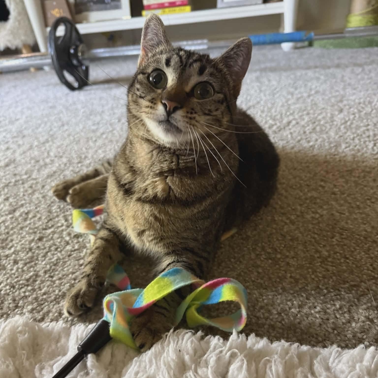 Maisey, Adoptable, Young Female Tabby & Domestic Short Hair.
