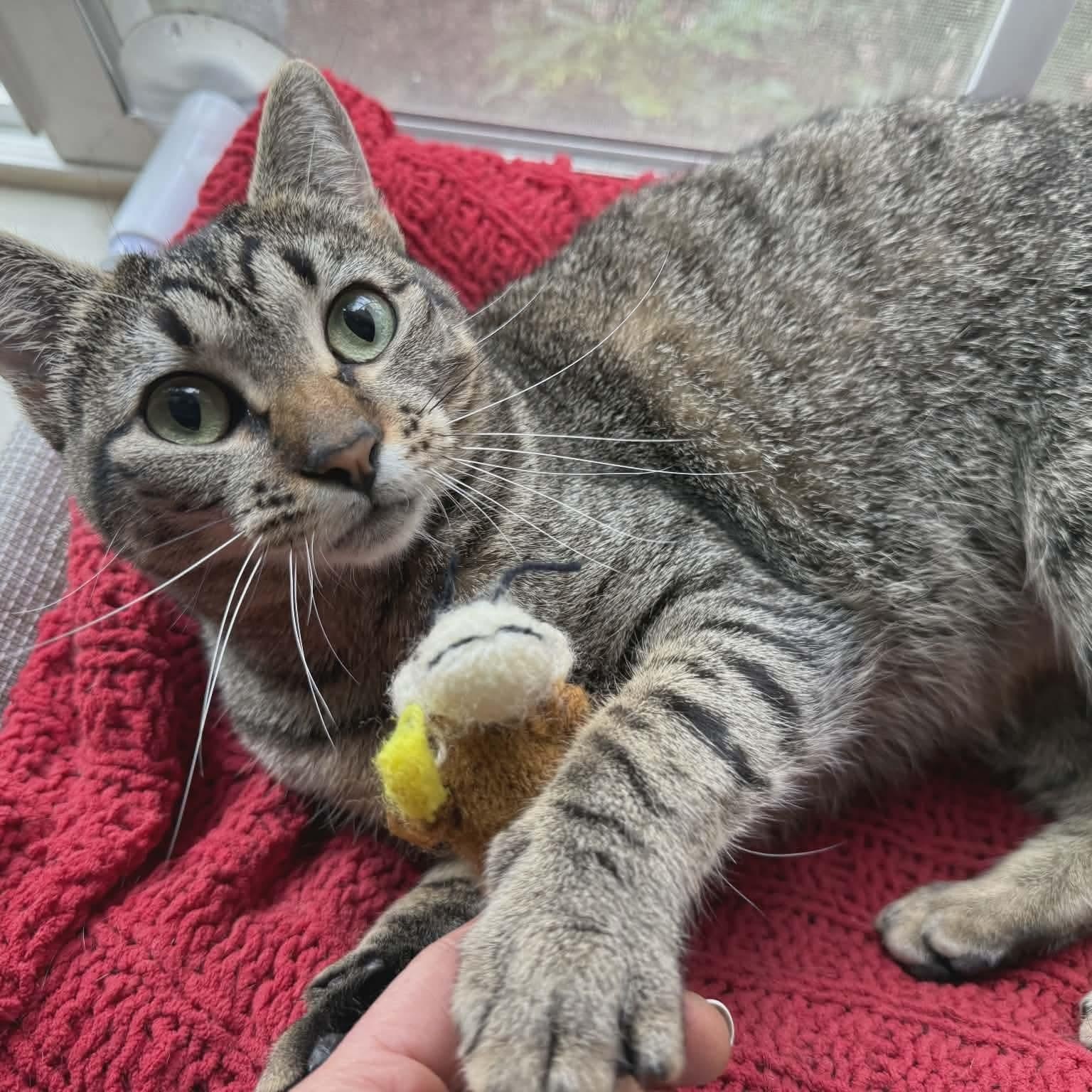 Enlarge Maisey, a Adoptable mixed breed in Gladstone, OR image 2/5