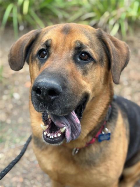 SAMSON, Adoptable, Adult Male German Shepherd Dog & Saint Bernard.