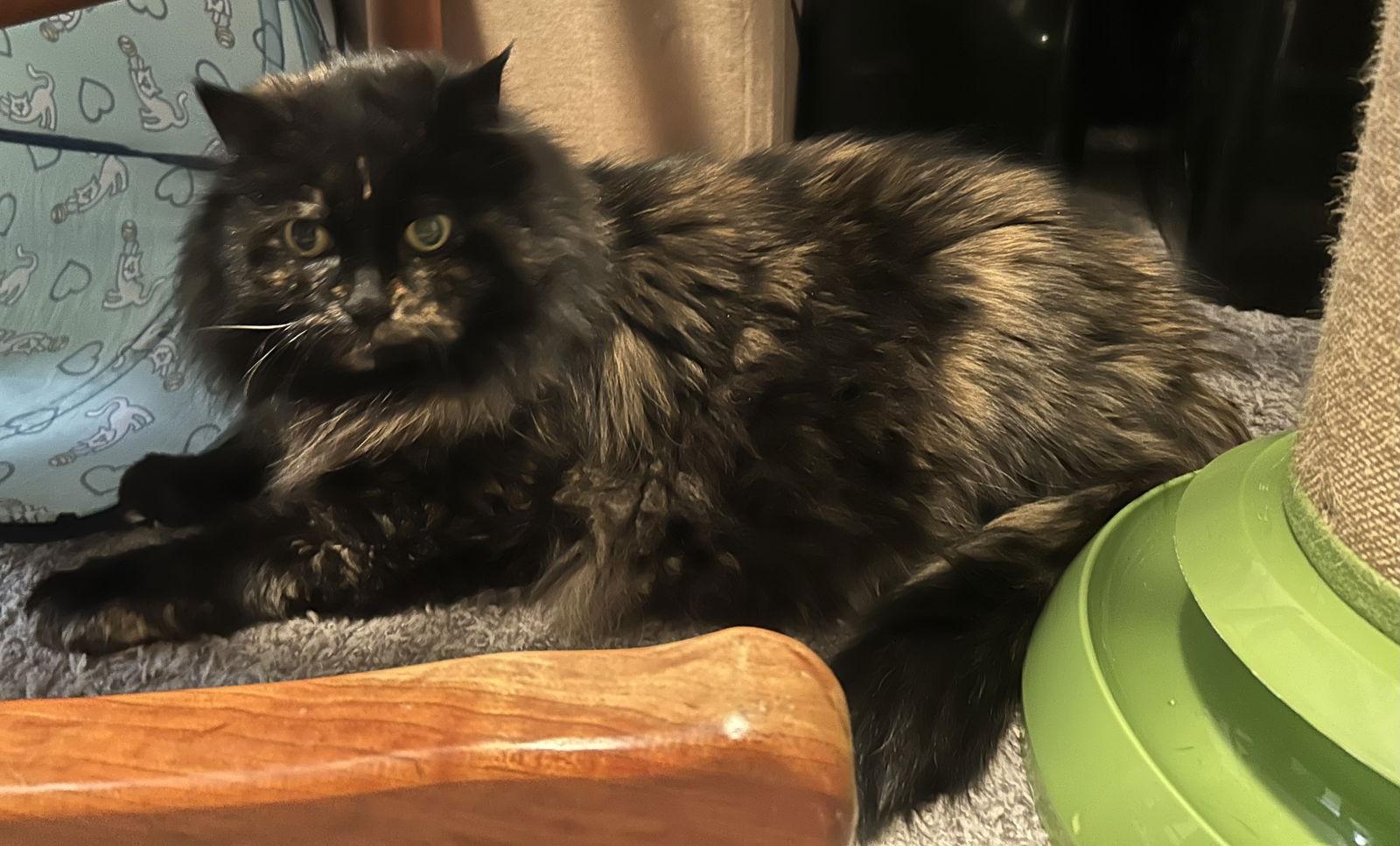 Kitty Bear, Adoptable, Senior Female Domestic Long Hair.