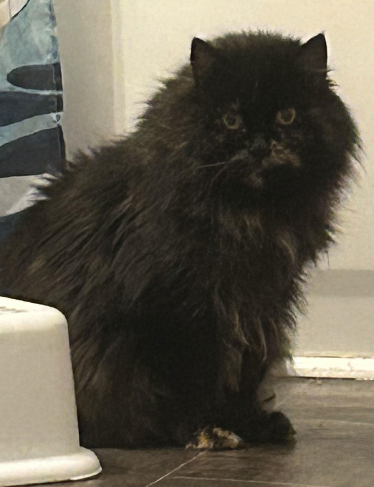 Kitty Bear, a Adoptable Domestic Long Hair in Tacoma, WA image 2/2