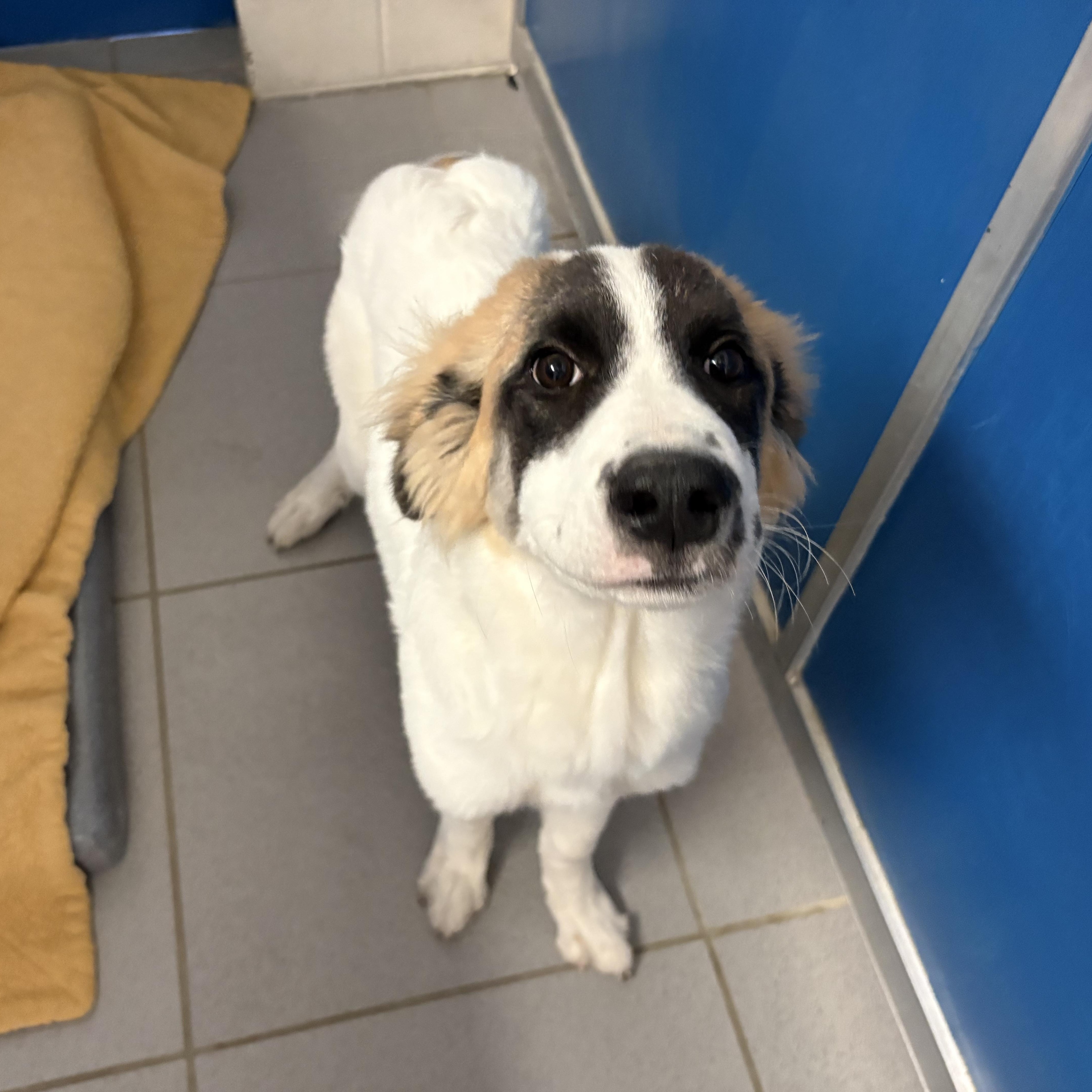 Enlarge Stray, a Adopted mixed breed in Hays, KS image 4/5