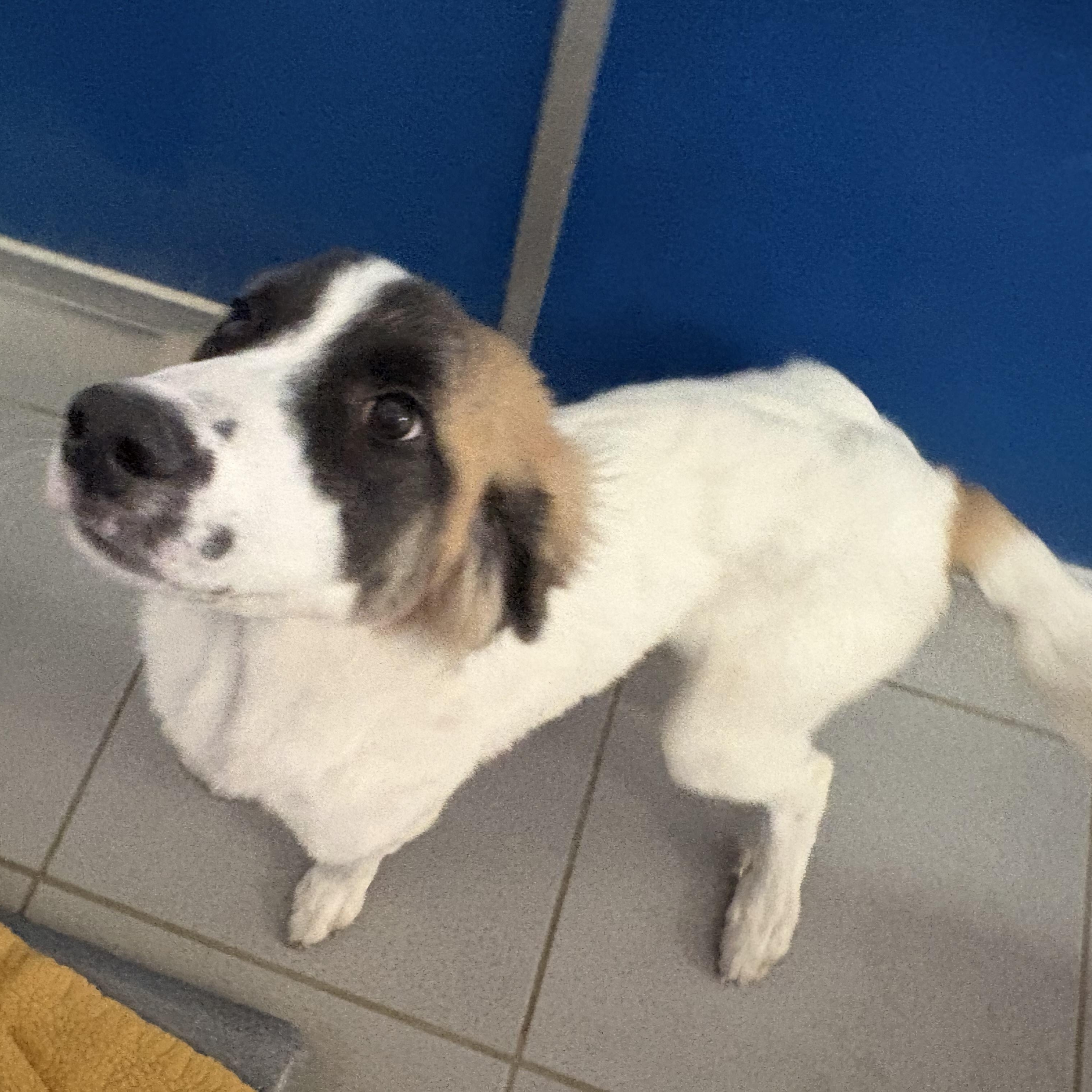 Enlarge Stray, a Adopted mixed breed in Hays, KS image 3/5
