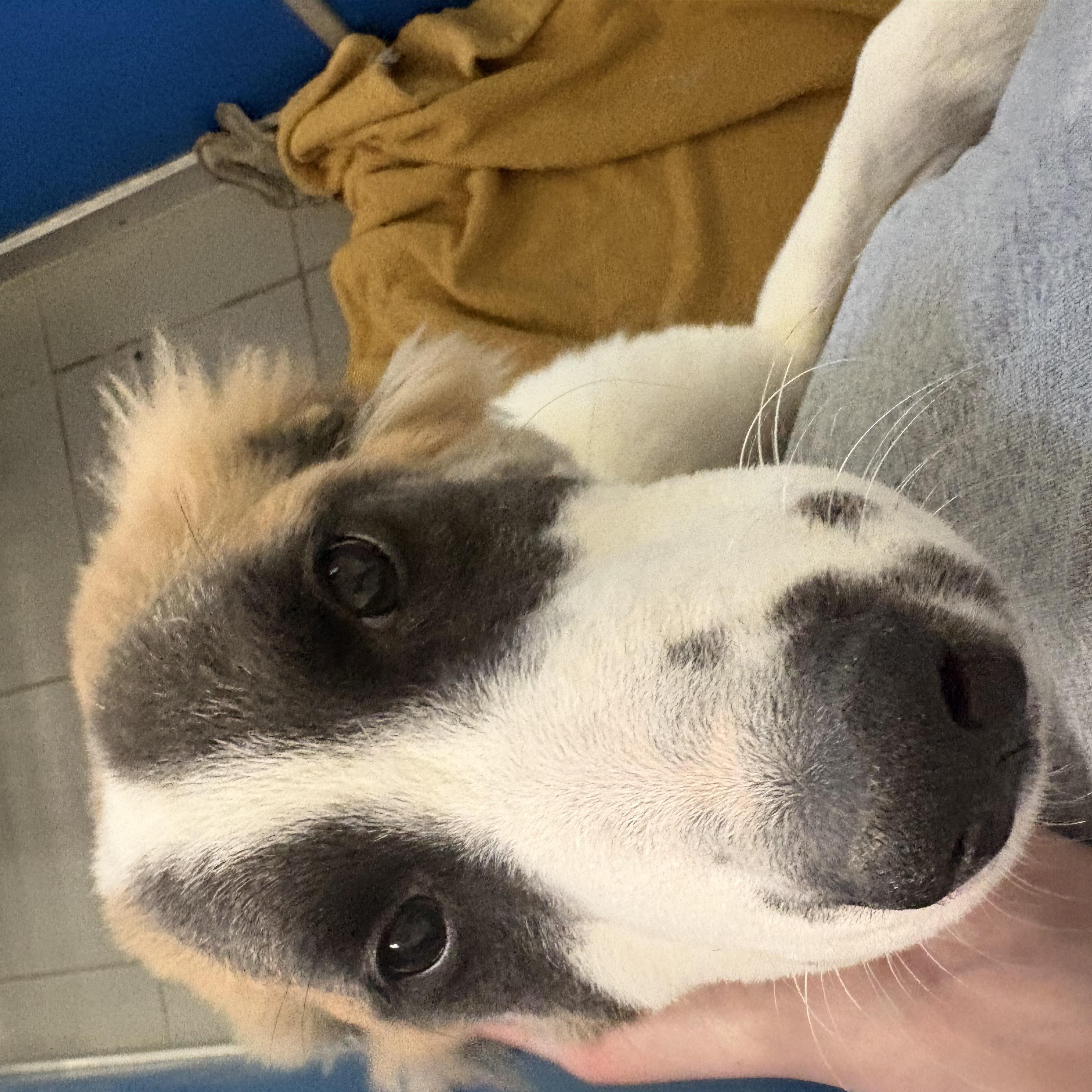 Enlarge Stray, a Adopted mixed breed in Hays, KS image 2/5