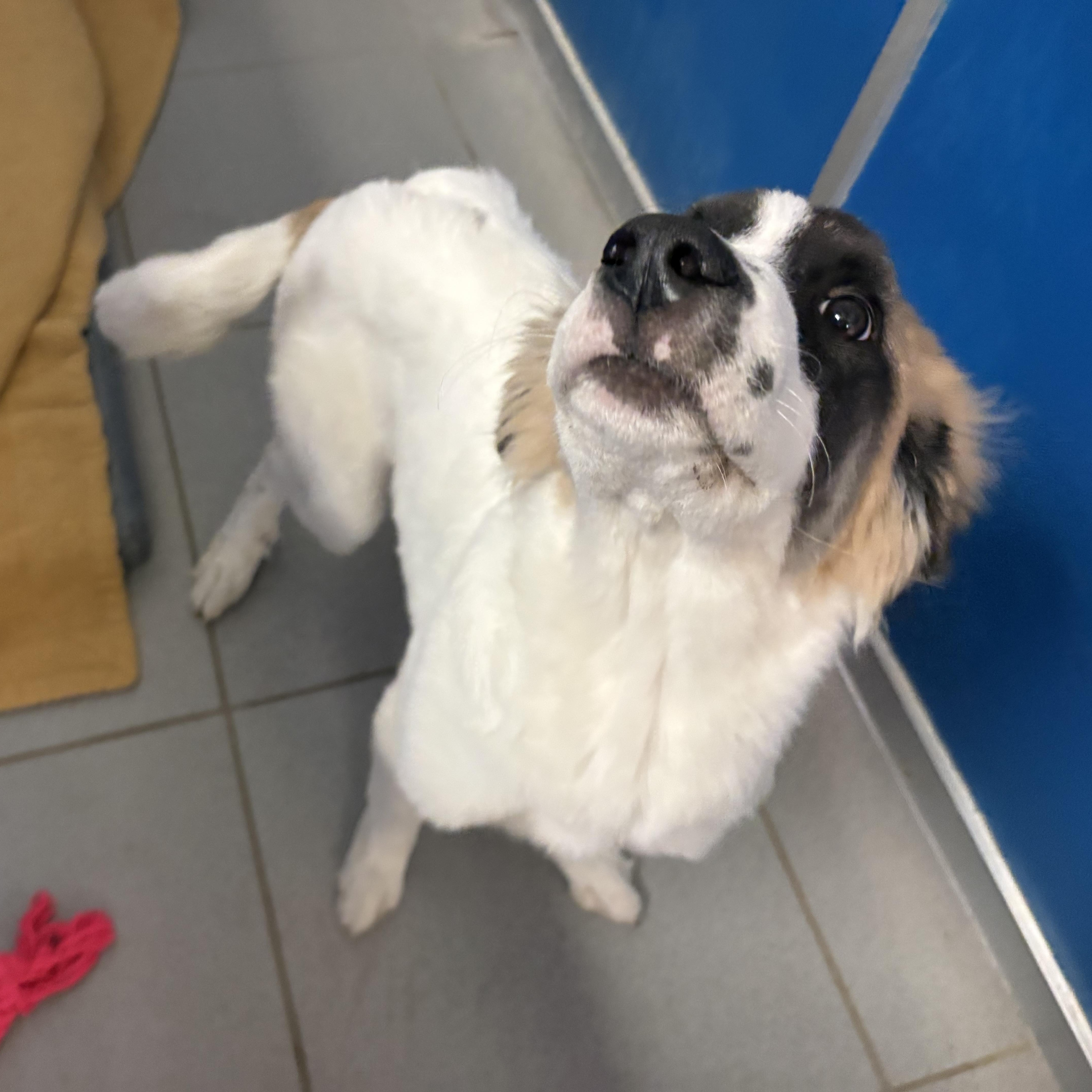 Enlarge Stray, a Adopted mixed breed in Hays, KS image 5/5