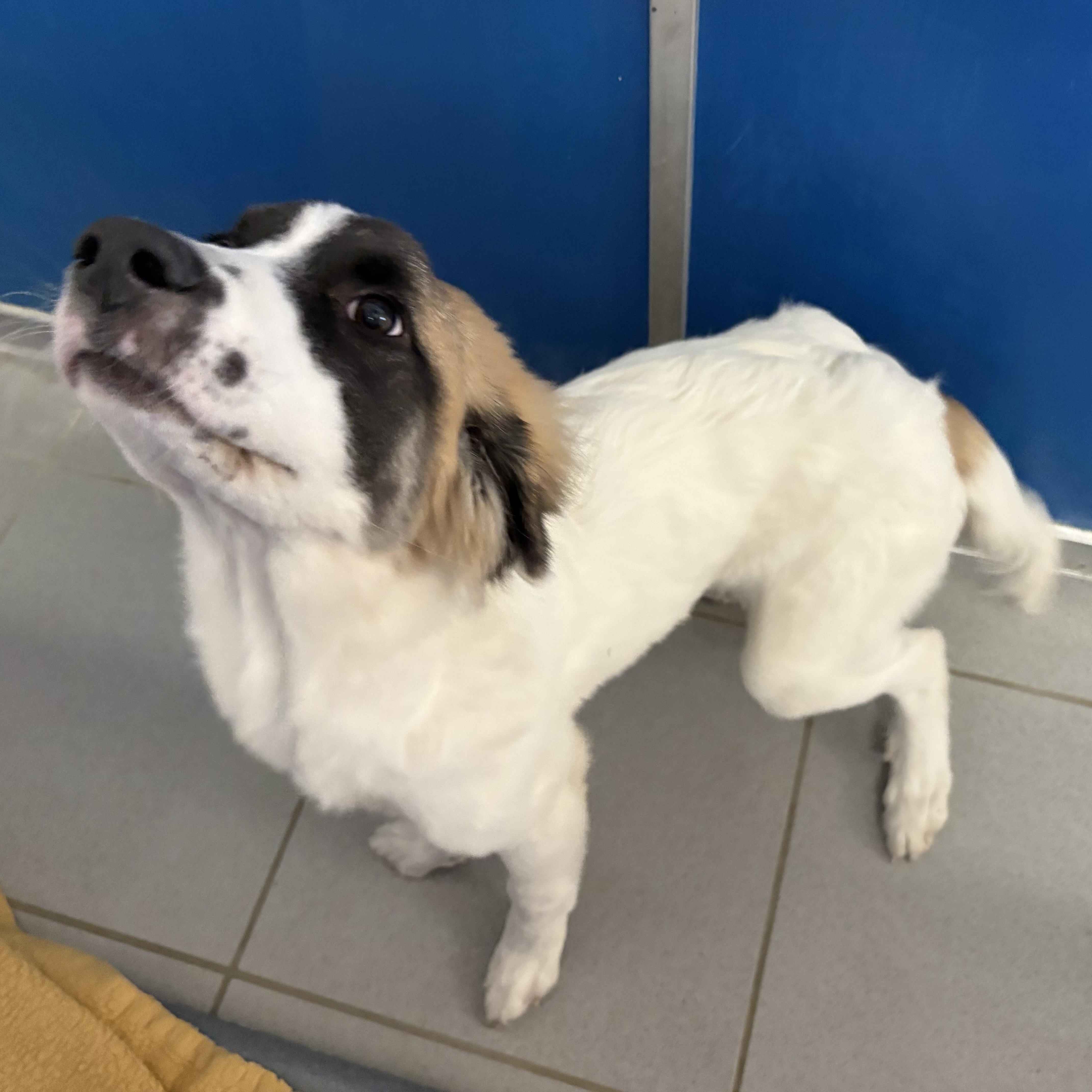 Enlarge Stray, a Adopted mixed breed in Hays, KS image 1/5