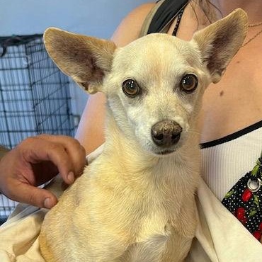 Sphinx Chihuahua Dog