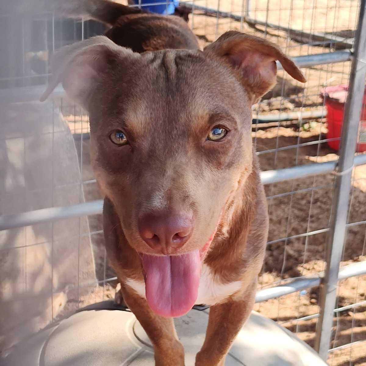 Sausage