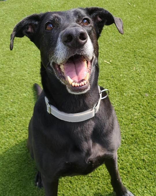 Midnight, ADOPTABLE, Senior Male Black Labrador Retriever.
