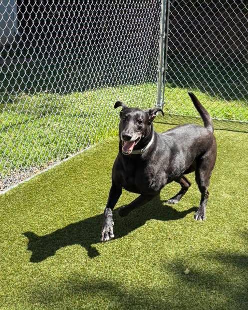 Enlarge Midnight, a ADOPTABLE Black Labrador Retriever in Bloomfield, NJ image 5/6