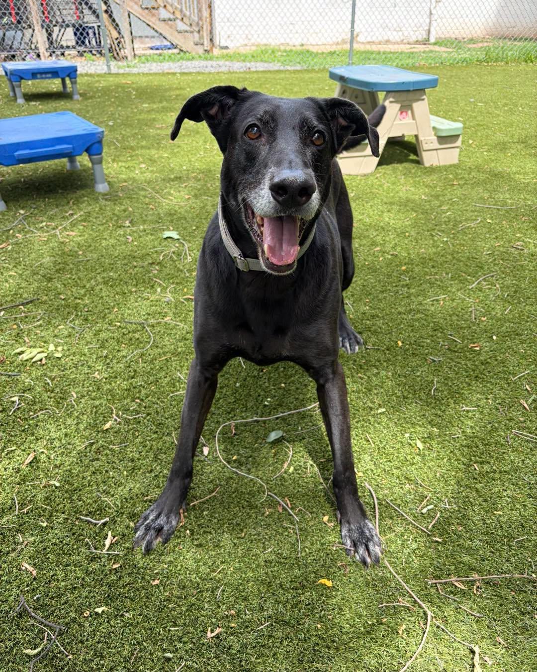 Enlarge Midnight, a ADOPTABLE Black Labrador Retriever in Bloomfield, NJ image 4/6