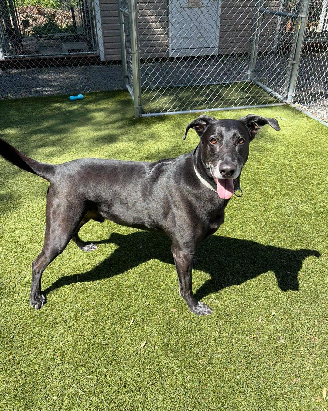 Enlarge Midnight, a ADOPTABLE Black Labrador Retriever in Bloomfield, NJ image 2/6
