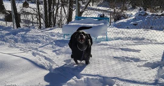 Enlarge Midnight, a ADOPTABLE Black Labrador Retriever in Bloomfield, NJ image 5/5