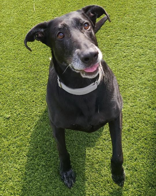 Enlarge Midnight, a ADOPTABLE Black Labrador Retriever in Bloomfield, NJ image 2/5