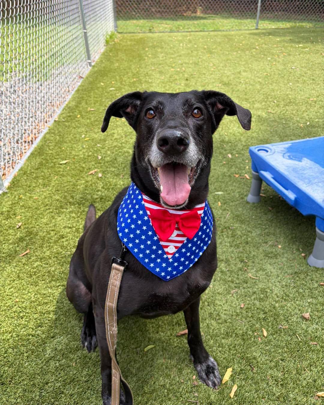 Midnight, ADOPTABLE, Senior Male Black Labrador Retriever.
